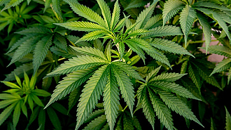 Cannabis-Legalisierung in Deutschland - wann ist es so weit?