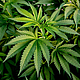Cannabis-Legalisierung in Deutschland - wann ist es so weit?
