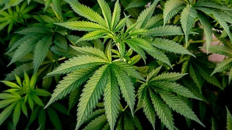 Cannabis-Legalisierung in Deutschland - wann ist es so weit?