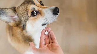 Irreführende Werbung Hundegelenktabletten Irreführende Werbung Hundegelenktabletten