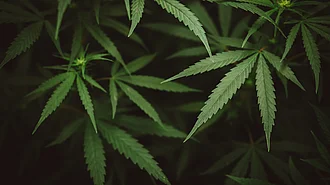 Gras legal Deutschland Cannabis-Legalisierung